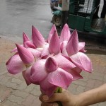 <em>photograph by Jamil</em>” title=”800px-lotus_flower1″ width=”150″ height=”auto” class=”size-thumbnail wp-image-228″ /><figcaption id=